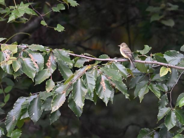 восточная птица феба сидит на ветке дерева на фоне множества зеленых �листьев - bird spring branch phoebe стоковые фото и изображения
