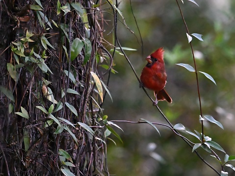 A vibrant red Northern Cardinal perched on a winter-bare tree branch in a tranquil forest setting