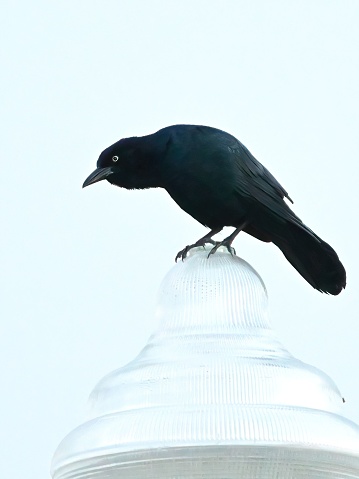 A Common Grackle bird perched atop an outdoor light post