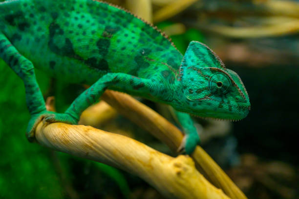 istock Young green chameleon on a branch. Cute pet. 1492798617