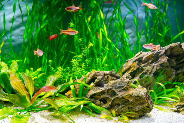 istock Aquarium fish and algae in a freshwater aquarium. 1492798625