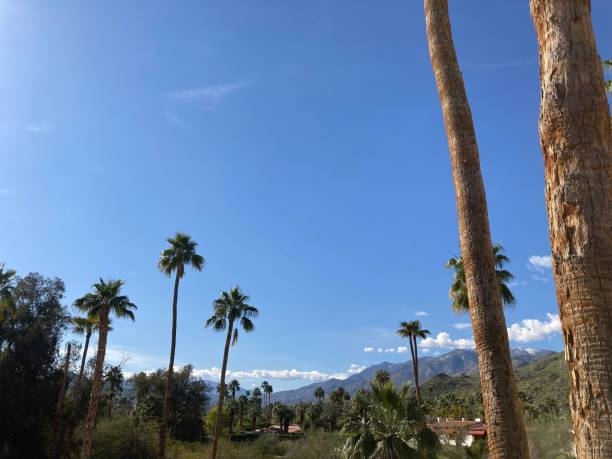 istock palm trees in a park with mountains in the background and clouds overhead 1492798627