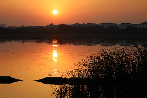 A small bird swimming in a lake at sunset with an orange sky in the background