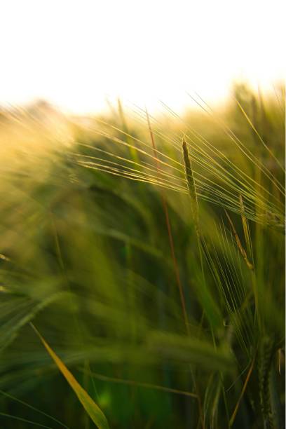 istock some tall grass with leaves coming down it's sides 1492799262