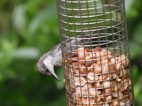 A brown-headed nuthatch perched on a bird feeder. Sitta pusilla.