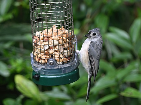 A tufted titmouse perched on a feeder with nuts. Baeolophus bicolor.