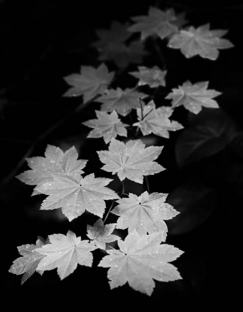 istock a greyscale shot of a maple vine 1492799545