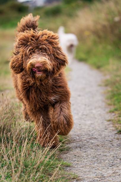 istock Brown Bernedoodle walking along a narrow path through a green meadow. 1492799613
