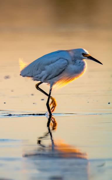 istock Snowy Egret at Jones Beach 1492799650