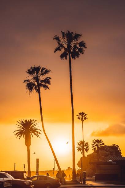 istock Beautiful sunset with two palm trees silhouetted against the horizon 1492799711