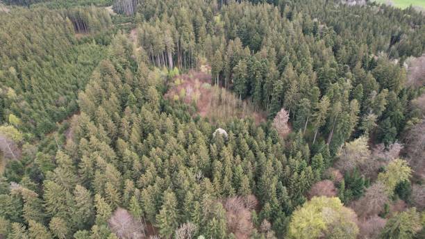 istock Dismal forest landscape with a few sparse trees scattered throughout the barren terrain 1492799782
