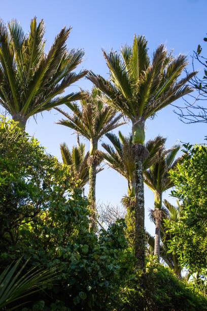istock Scenic landscape featuring a line of palm trees on a sunny day 1492800162