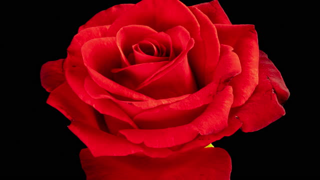Beautiful red Rose Flower background. Blooming rose flower open, time lapse, close-up. Wedding backdrop, Valentine's Day, holiday, love, birthday design concept. Top view