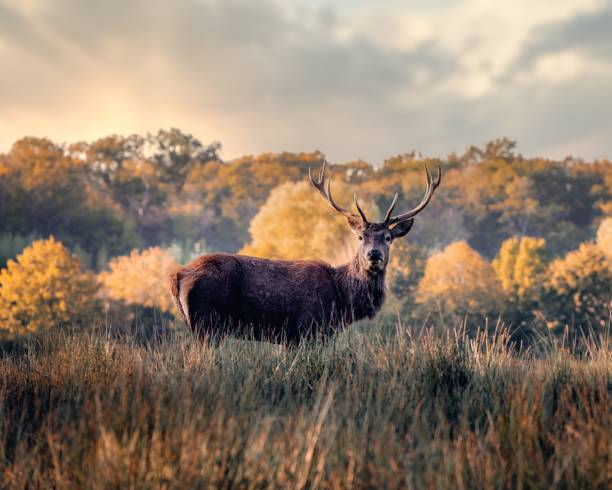 istock Horned deer in its natural habitat 1492800296
