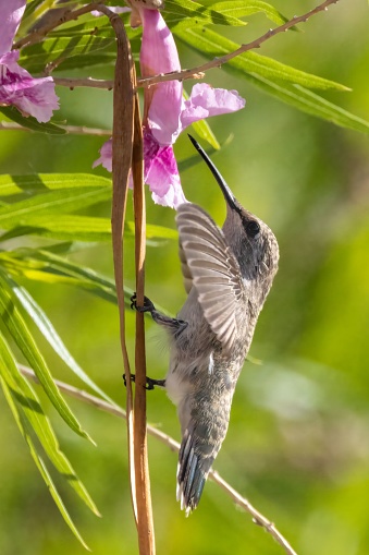 Female Black-chinned Hummingbird\nHenderson Bird Viewing Preserve\nHenderson, Nevada