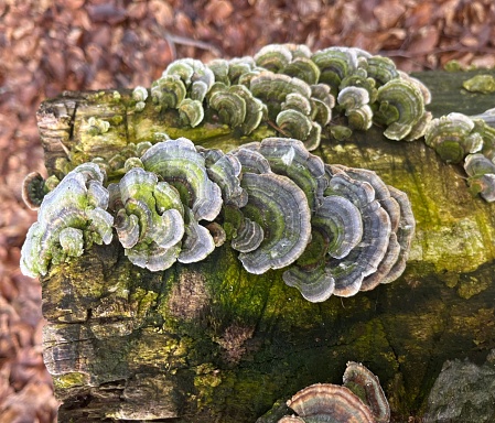 A wooden log with a variety of mushrooms growing on its surface