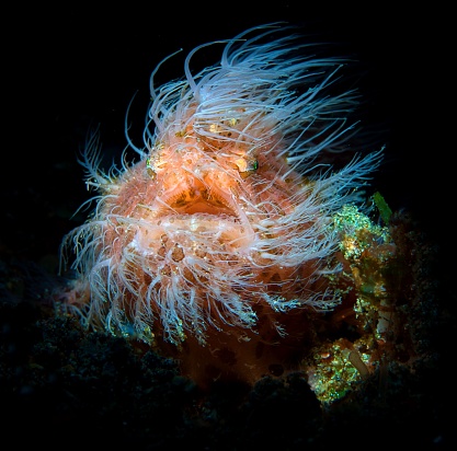 A closeup of Harry Frogfish in dark background