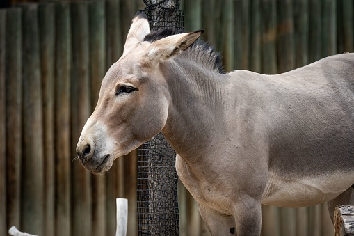 A Somali wild donkey (Equus africanus somaliensis) in front of a fence