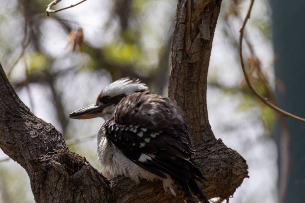 istock Laughing kookaburra (Dacelo novaeguineae) bird with a large beak perched on a tree branch 1492801096