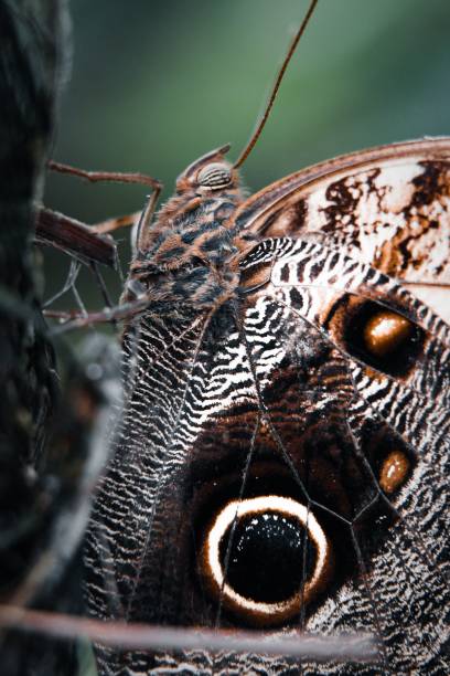 istock Close-up of a vibrant owl butterfly perched on a tree branch 1492801142