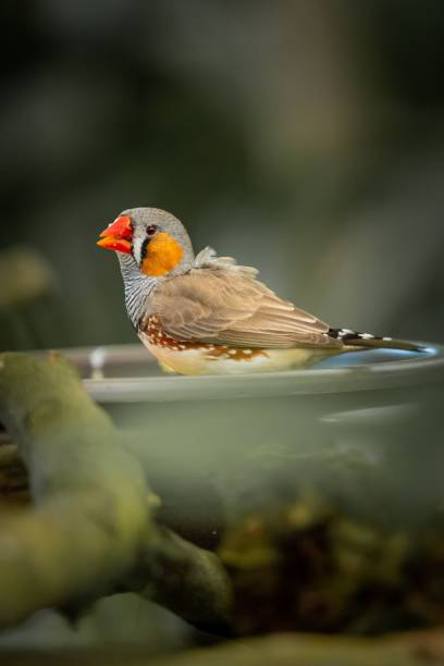 istock Australian zebra finch (Taeniopygia castanotis) bird perched on a tranquil waterhole 1492801164