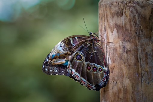 A close-up of a common morpho (Morpho peleides) butterfly perched on a branch