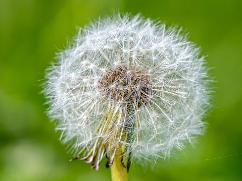 A close-up of a dandelion seed head, showing its feathery white seeds