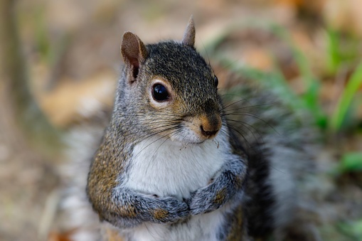 A curious Carolina squirrel (Sciurus carolinensis) perched on the ground