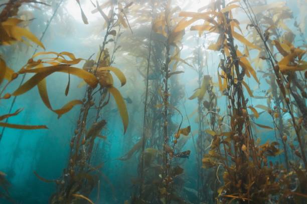 istock kelpweed growing in the ocean water under a sunbeam 1492801483