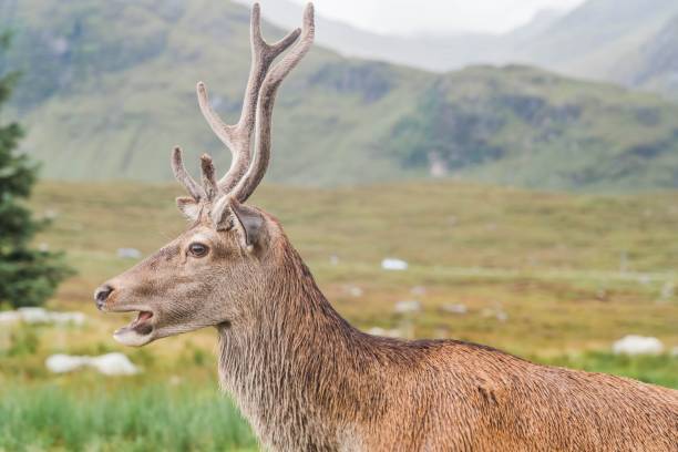 istock Scottish stag in Scottish Highlands in spring 1492801686