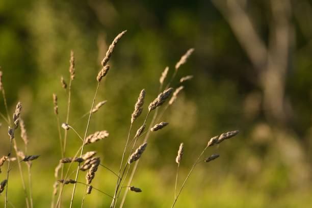 istock long grass on the field with trees in the background in the summer 1492802035
