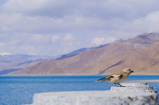 A bird is perched atop a wall near lake with magnificent mountains in the distance