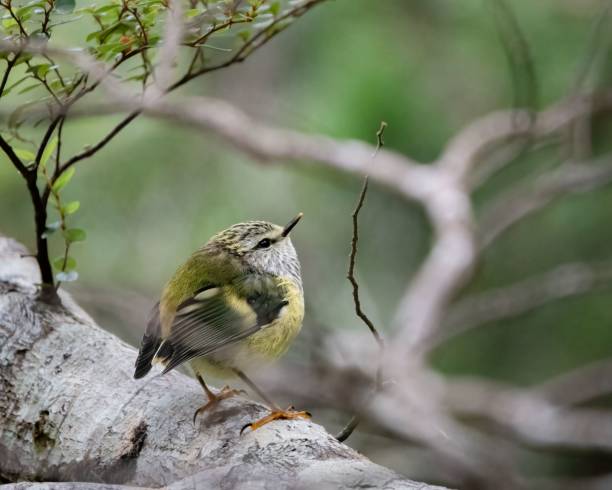 istock Bright green rifleman (Acanthisitta chloris) bird perched on a tree branch seen through branches 1492802135