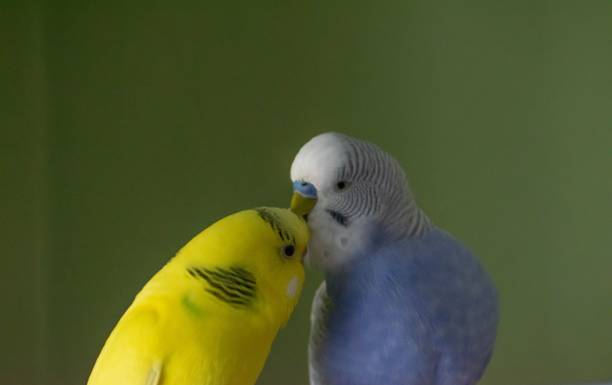 istock Brightly colored parrots, one yellow and one blue, perched side-by-side 1492802279