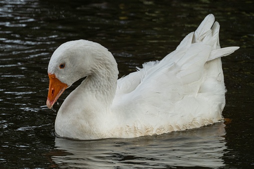 A white duck swimming peacefully in a body of water