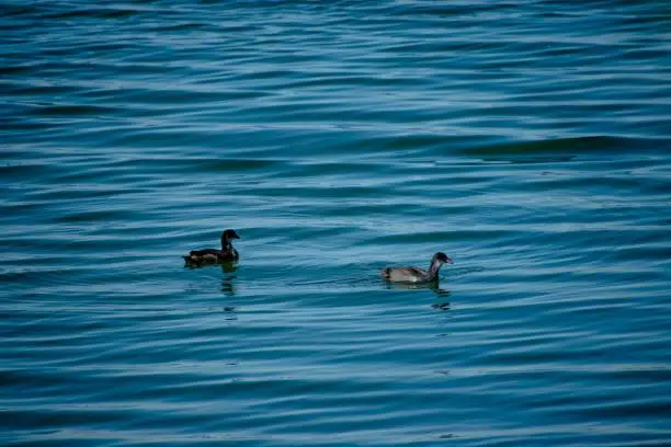 Two aquatic birds, ducks, gliding across a tranquil blue body of water side-by-side, creating subtle ripples in their wake