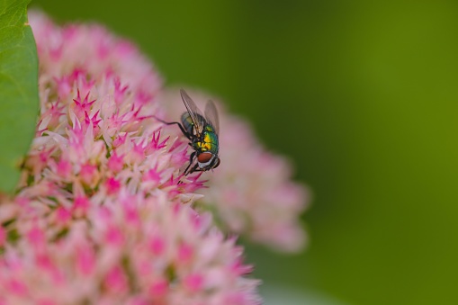 A macro shot of a fly perched on a flowering plant, with multiple vibrant blooms in full bloom