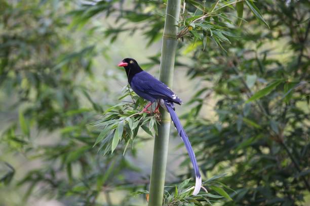 istock Taiwan blue magpie perched on a green leafy branch. Urocissa caerulea. 1492802547