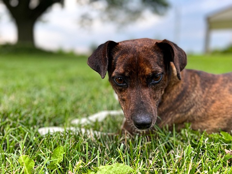 Adorable small brown dog laying on a bed of lush green grass, gazing curiously down at the ground