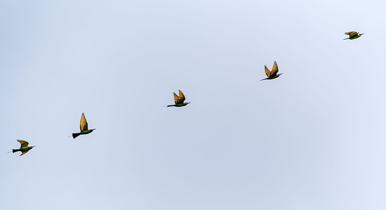 A large group of birds soaring high in the bright blue sky