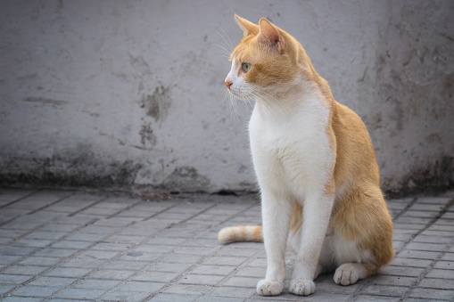 A curious orange and white feline atop a brick floor, looking around with bright and alert eyes