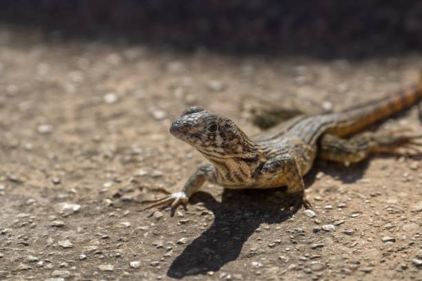 istock a lizard that is sitting in the dirt by itself on a ground 1492803471