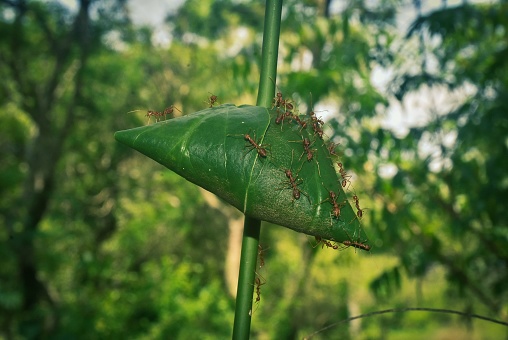 An image of a green leaf crawling with ants, with tall trees in the background