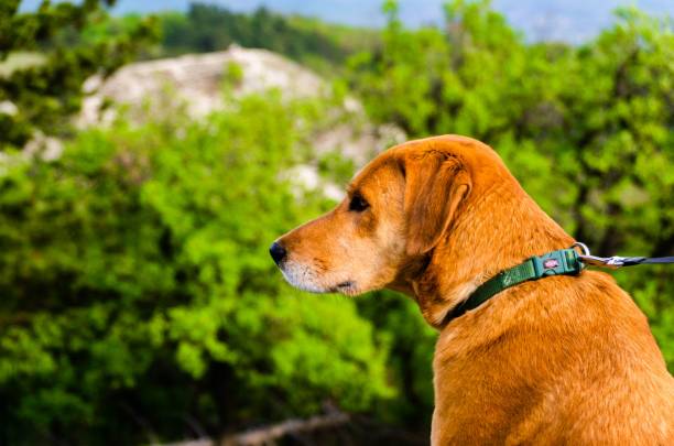 istock a brown dog is on a leash overlooking the hills and trees 1492803593