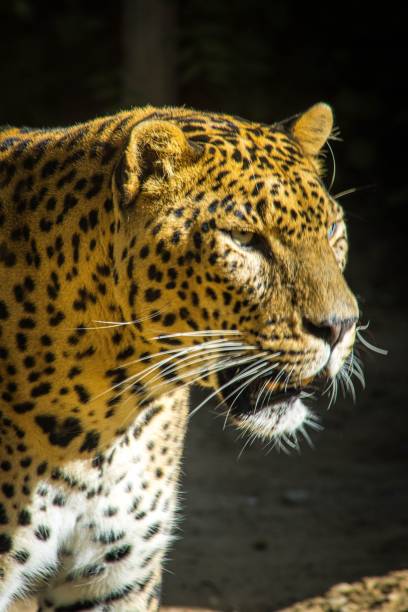 istock an adult leopard is walking on some dirt outside a cave 1492803639