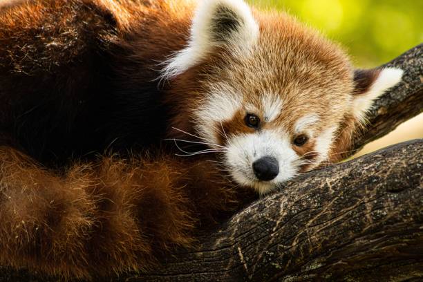istock there is a red panda laying on a tree branch in the forest 1492803651