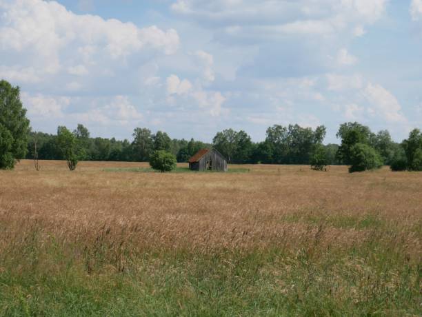 istock a lonely house is in a pasture that's been harvested 1492803658