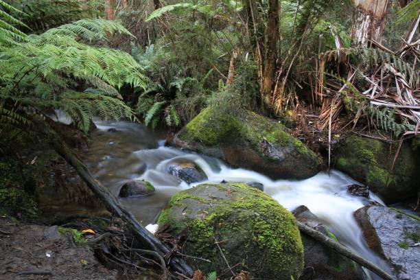 istock a river running through a forest filled with lots of green plants 1492803662