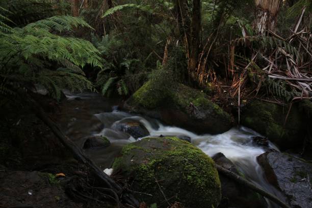 istock mossy green rocks and trees surround the stream running through a forest 1492803691