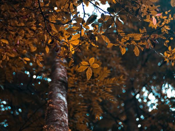 This image features a vibrant yellow tree with an array of autumn-hued leaves
